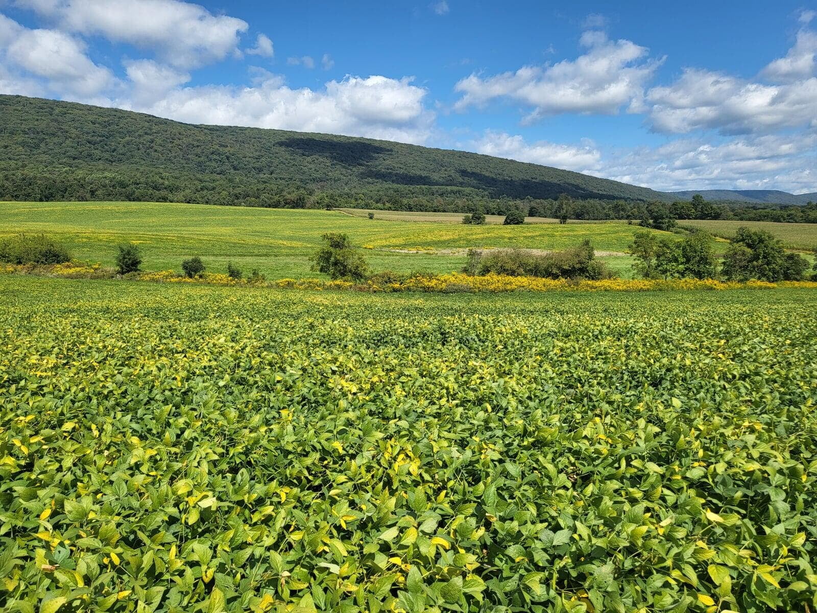 Penn State Research: Broadcast seeding into Soybeans 